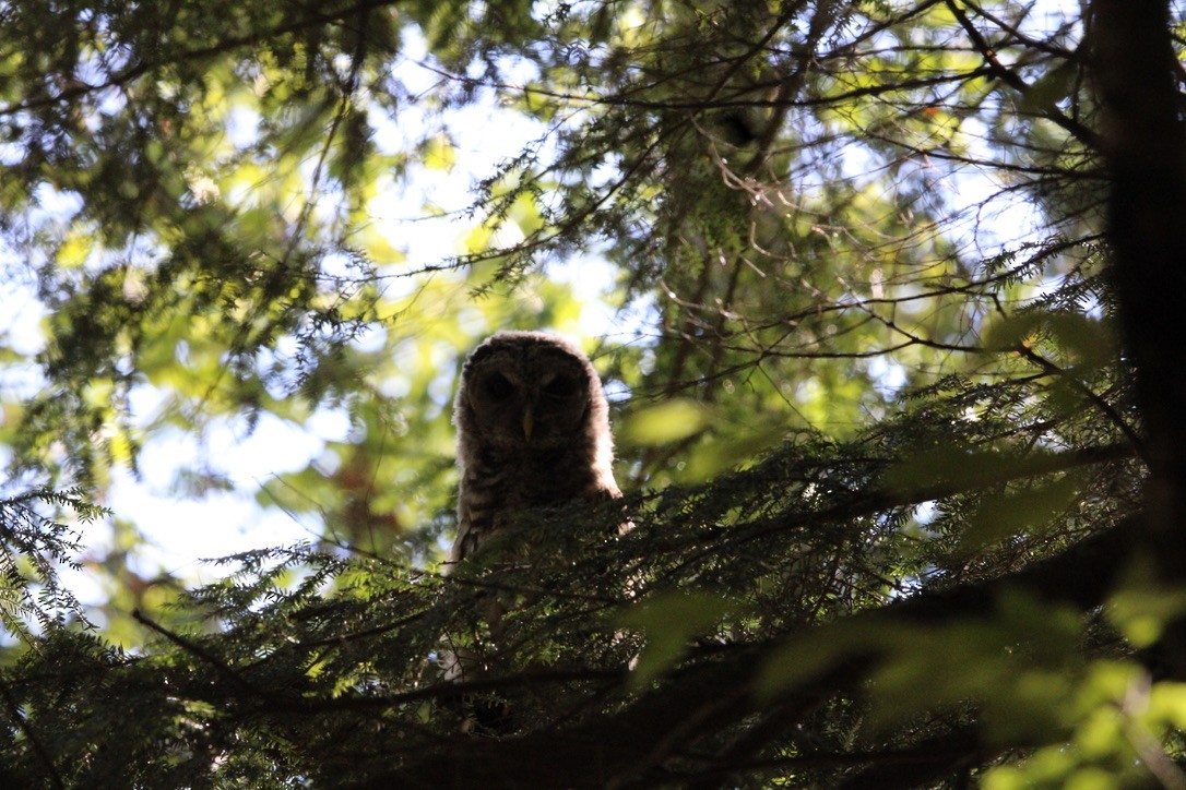 Barred Owl - ML627664960