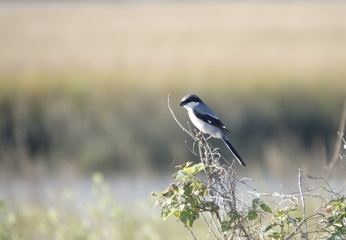 Loggerhead Shrike - ML627664981