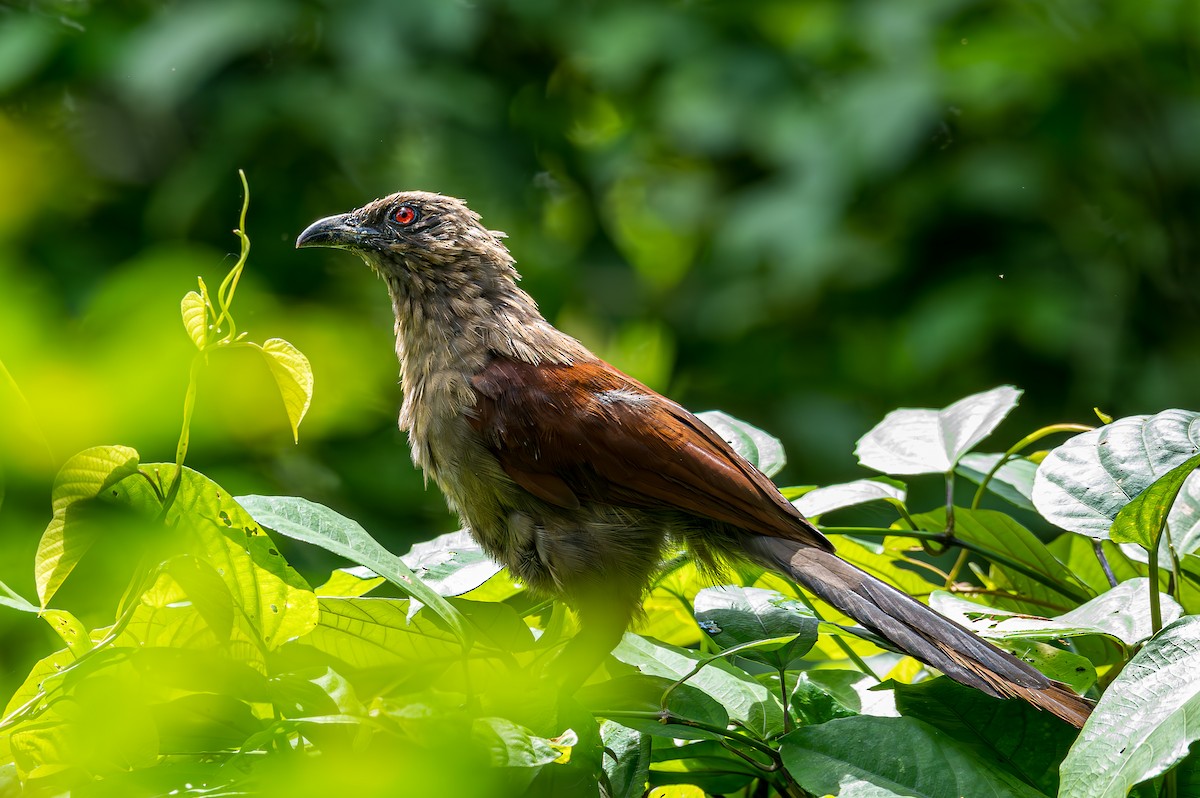 Andaman Coucal - ML627665106