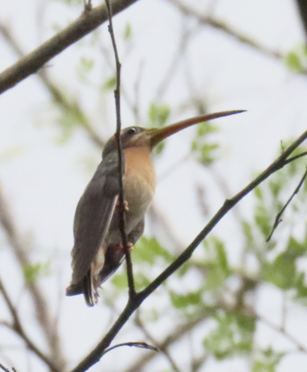 Rufous-breasted Hermit - ML627665132