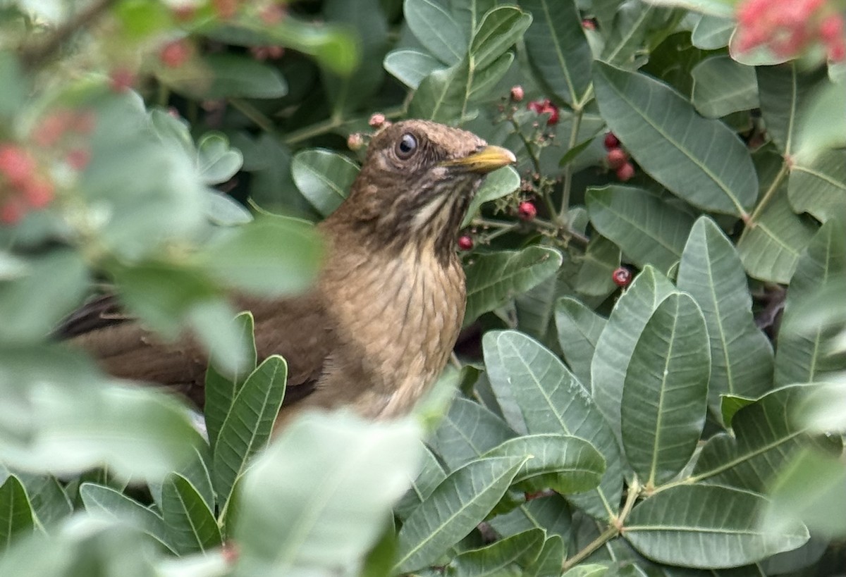 Clay-colored Thrush - ML627665191
