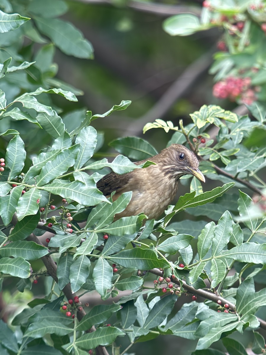 Clay-colored Thrush - ML627665192