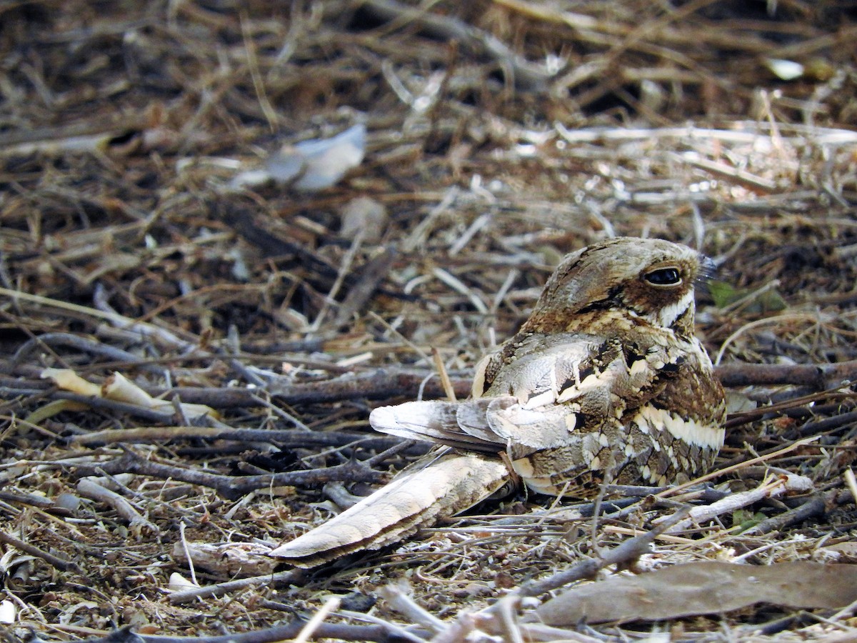 Long-tailed Nightjar - ML627665260