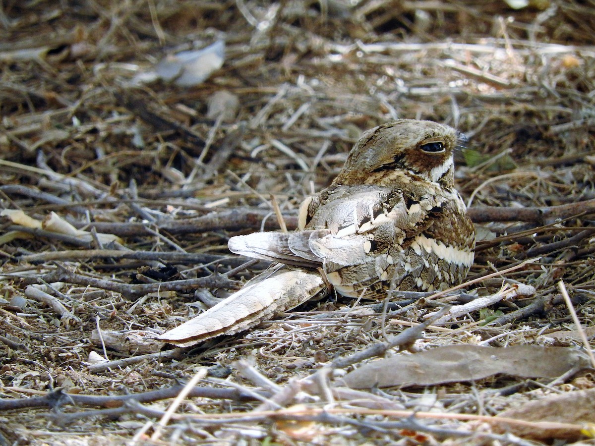 Long-tailed Nightjar - ML627665261