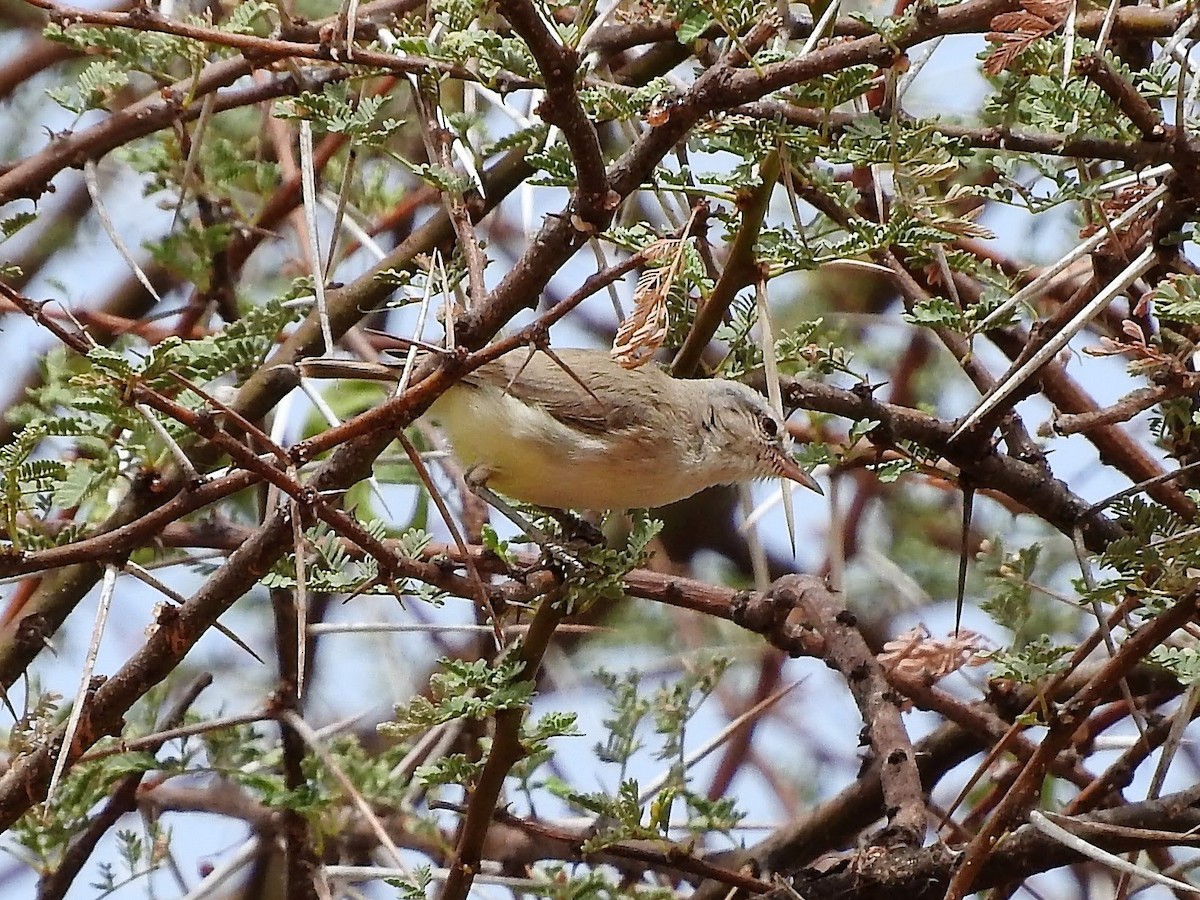 Yellow-bellied Eremomela - ML627665289