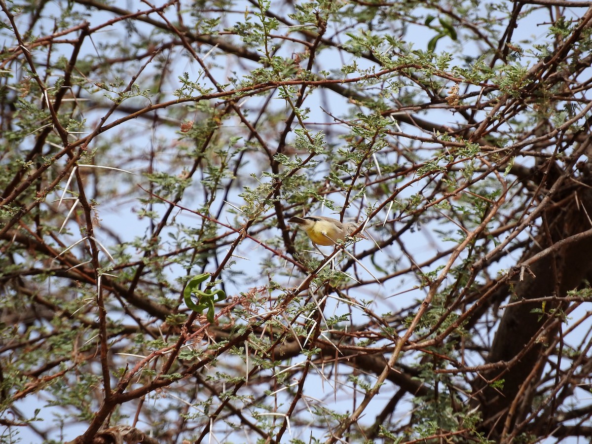 Yellow-bellied Eremomela - ML627665290