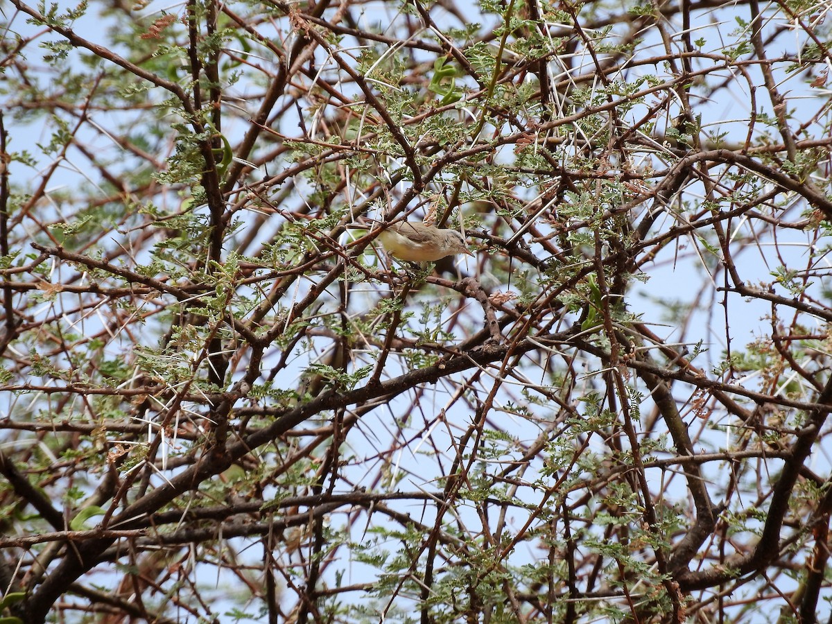 Yellow-bellied Eremomela - ML627665291