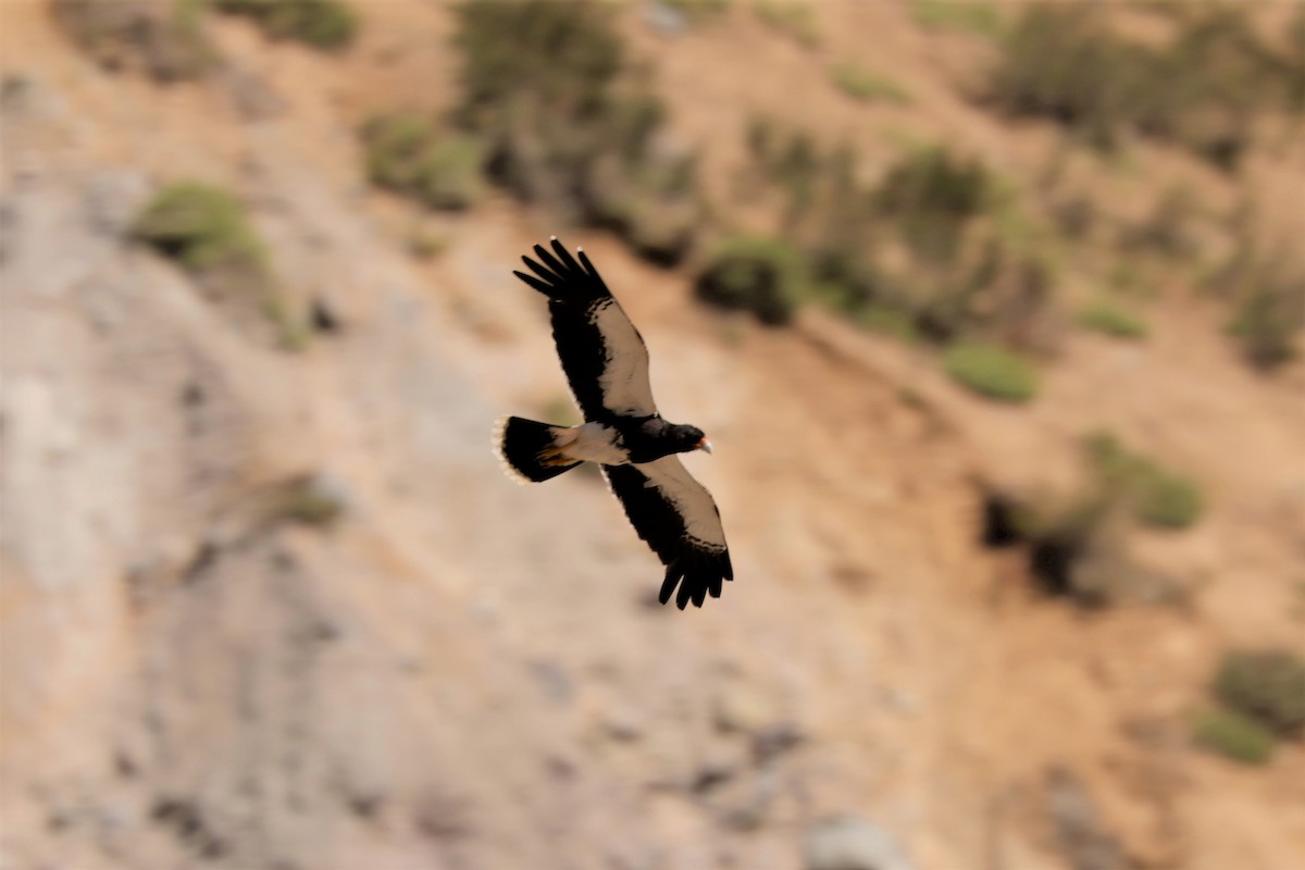 Mountain Caracara - ML627665320