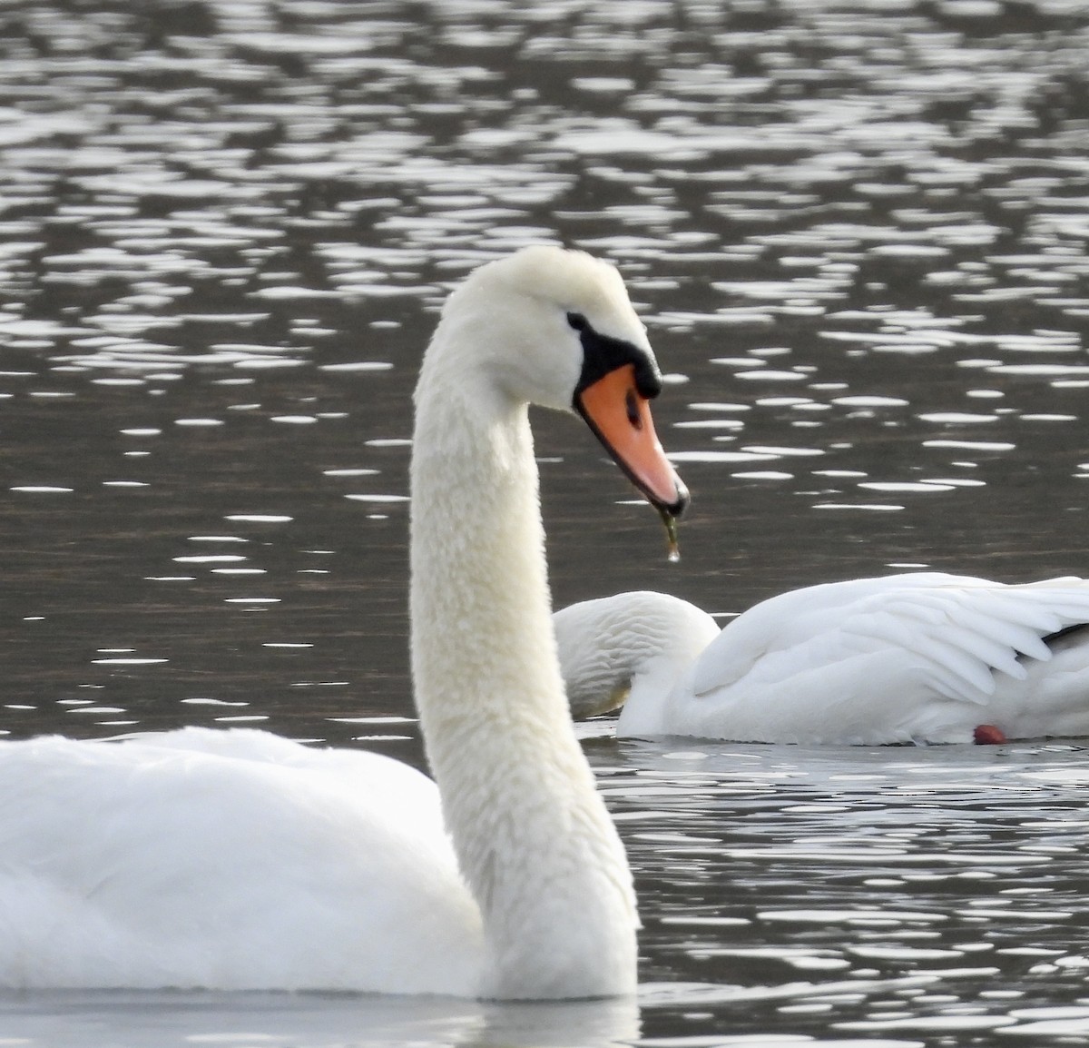 Mute Swan - ML627665380