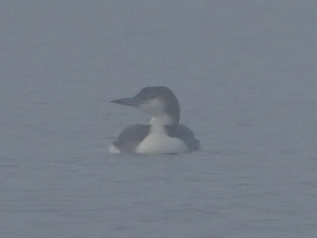 Eistaucher - ML627665392