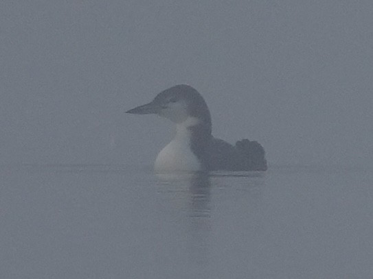 Eistaucher - ML627665394