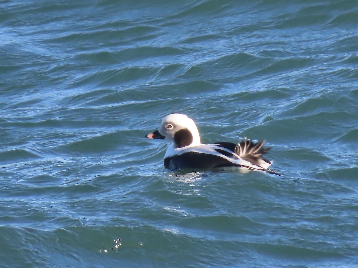 Long-tailed Duck - ML627665433