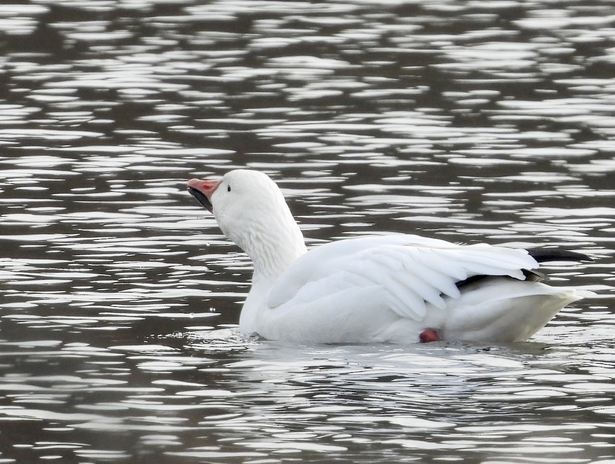 Snow Goose - ML627665445