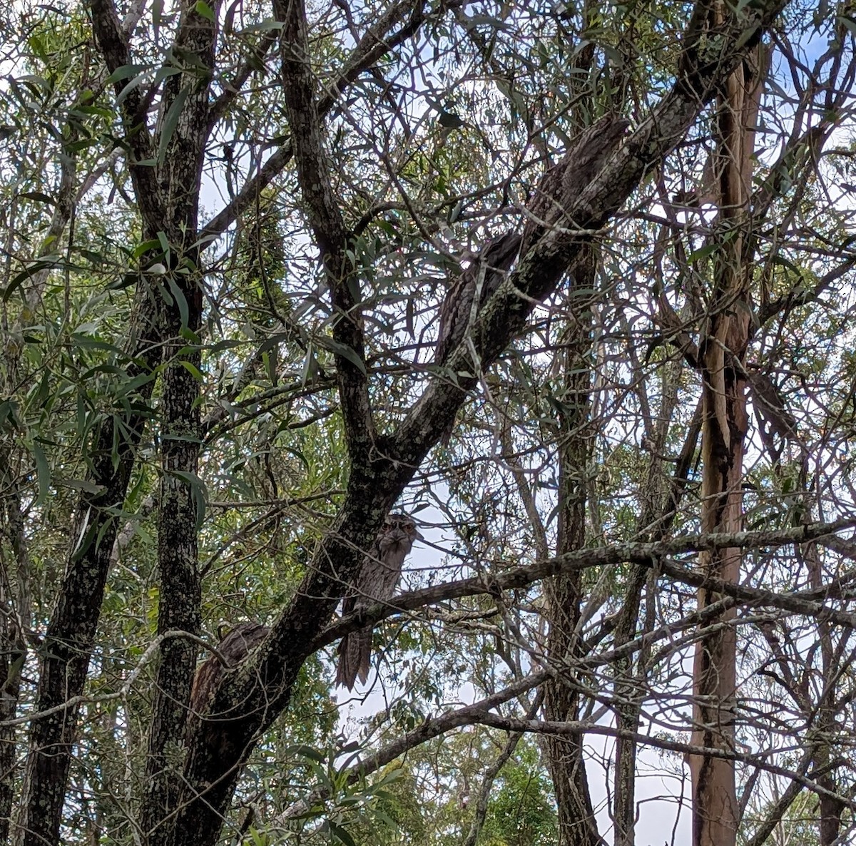 Tawny Frogmouth - ML627665511