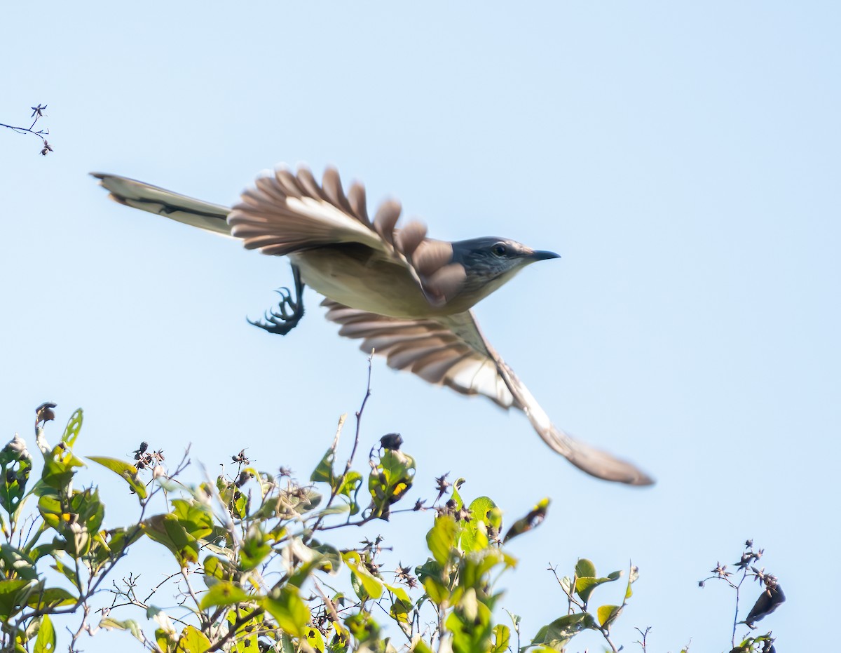 Northern Mockingbird - ML627665598