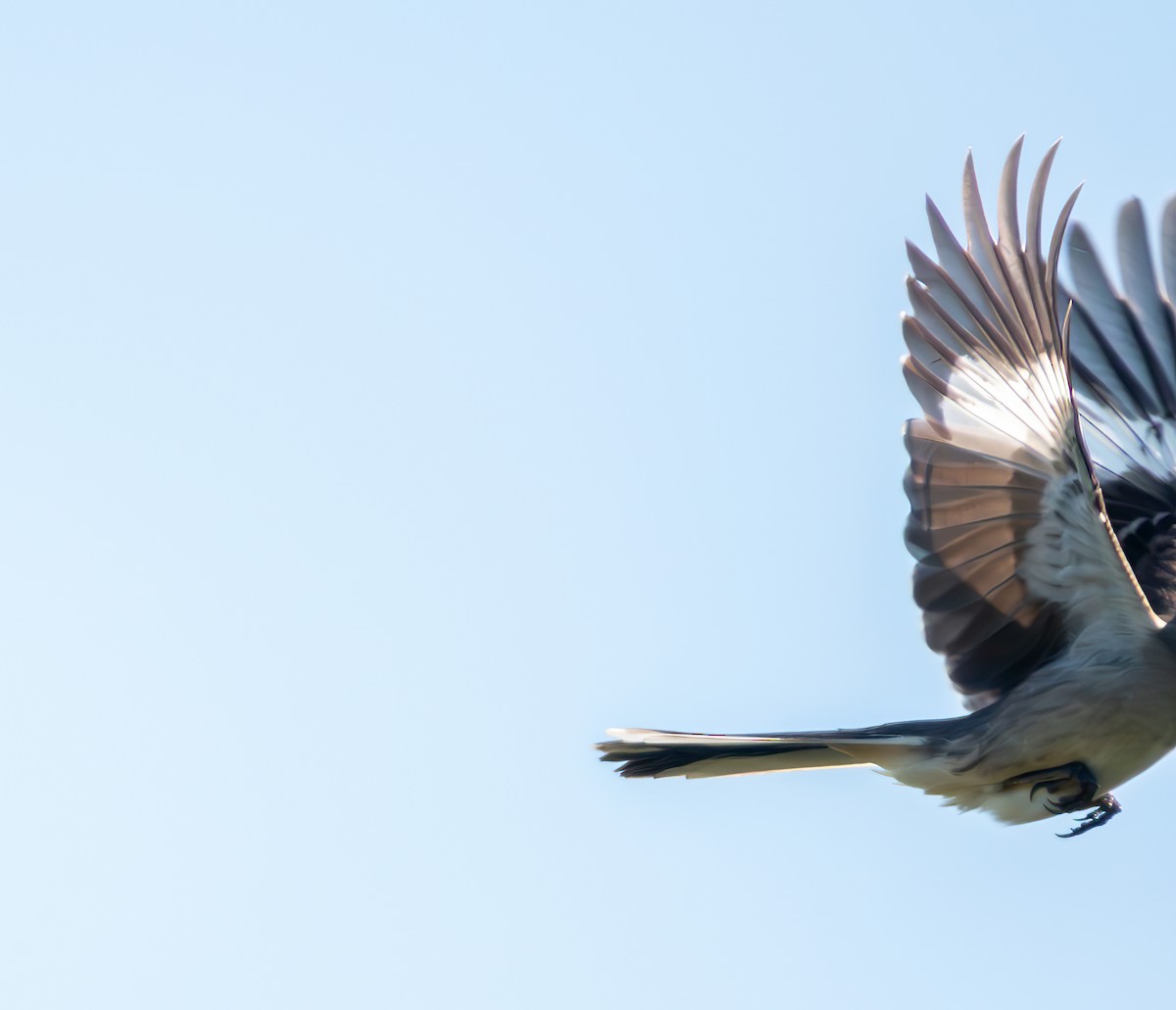 Northern Mockingbird - ML627665600