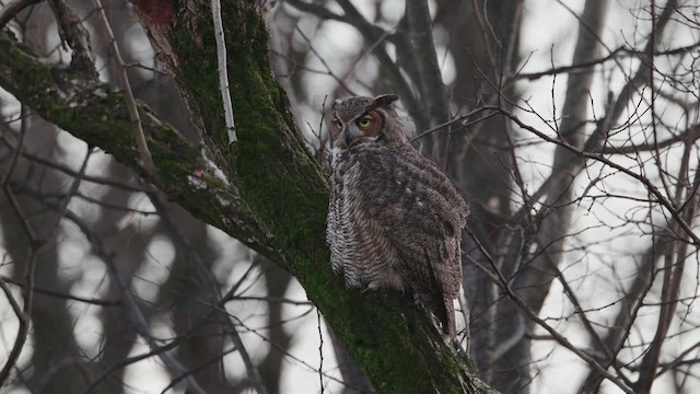 Great Horned Owl - ML627665642