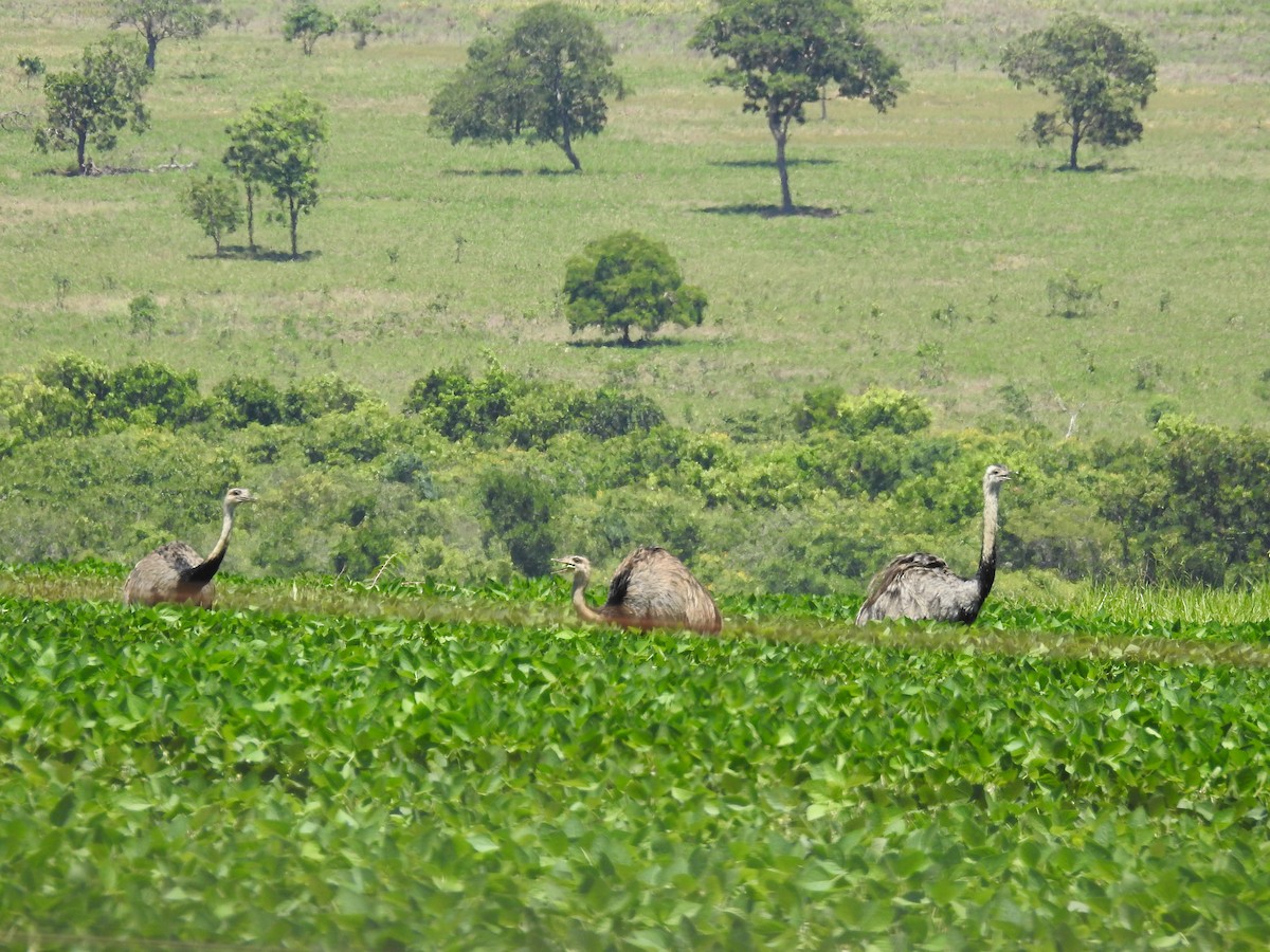 Greater Rhea - ML627665760