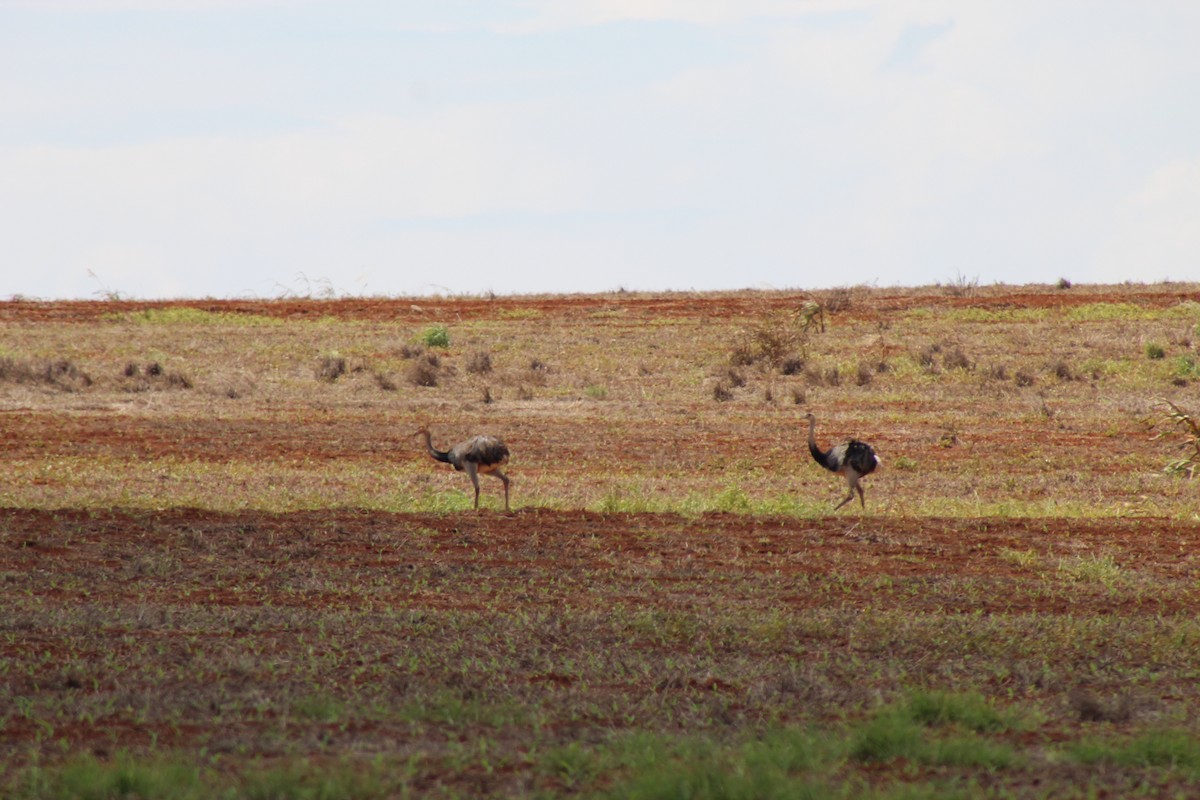 Greater Rhea - ML627665795