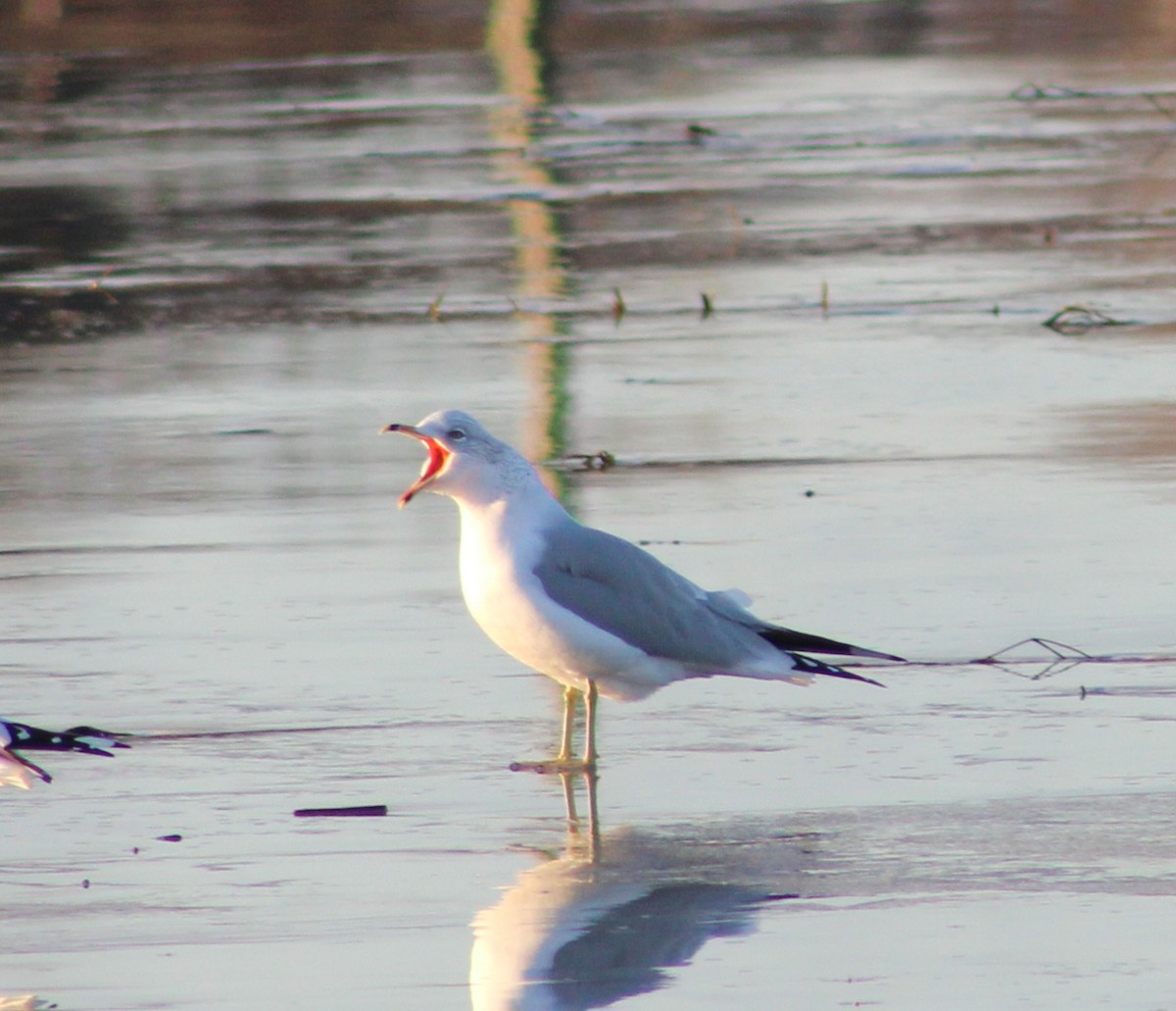 Gaviota de Delaware - ML627665913