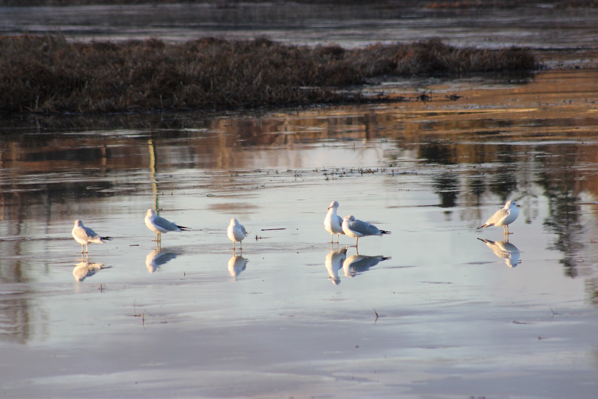 Gaviota de Delaware - ML627665914