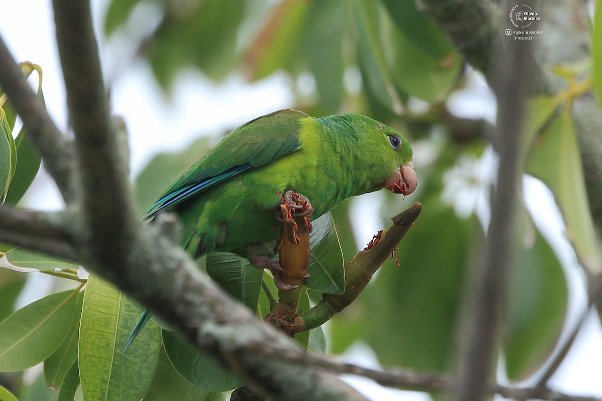 Plain Parakeet - ML627665929