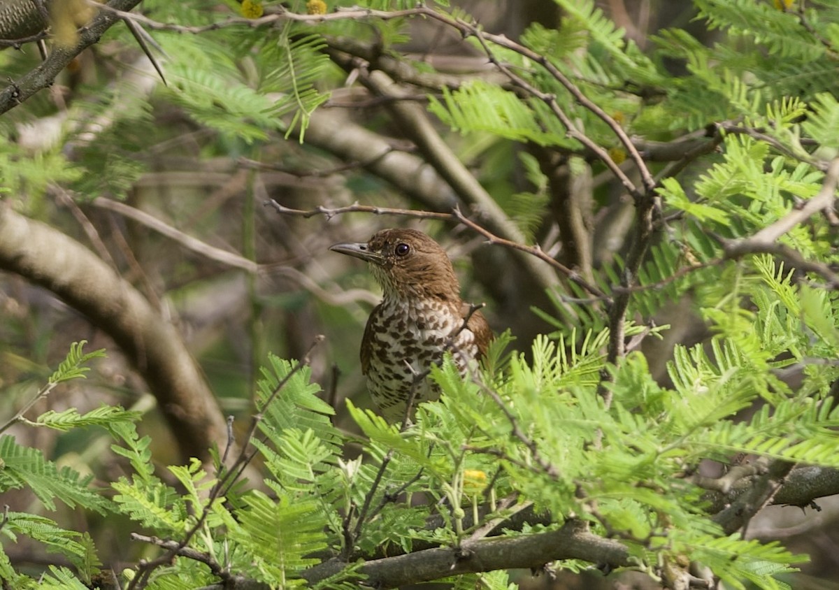 Marañon Thrush - ML627665972