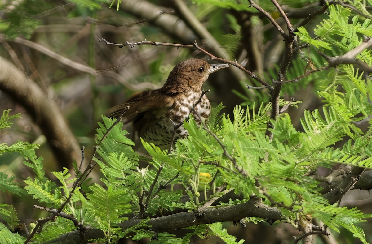 Marañon Thrush - ML627665973