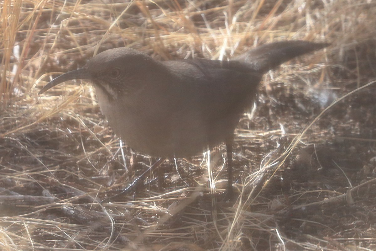 Crissal Thrasher - ML627666188