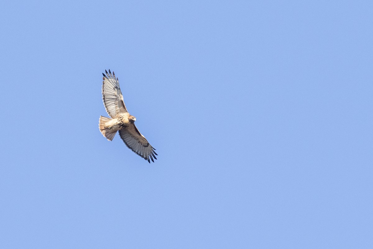 Red-tailed Hawk (abieticola) - ML627666271