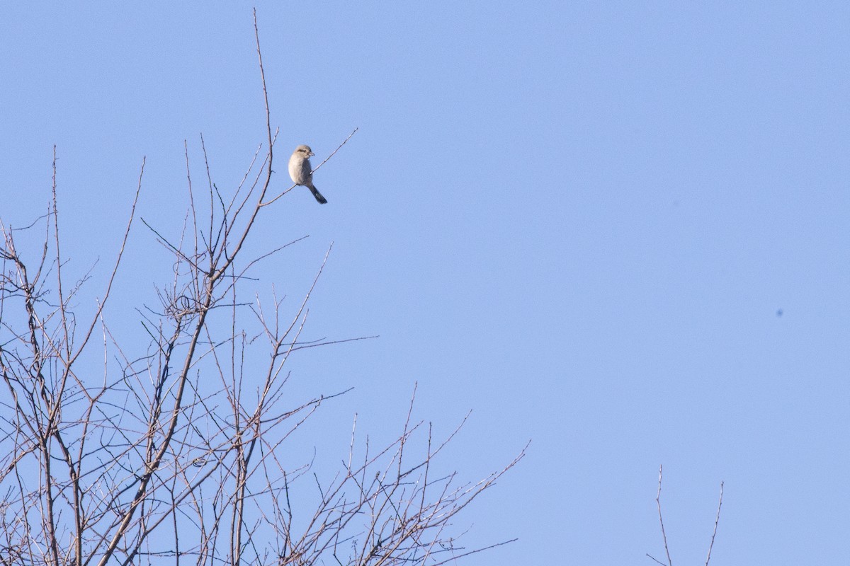 Northern Shrike - ML627666284