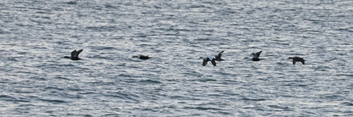 Eider arrunta - ML627666323