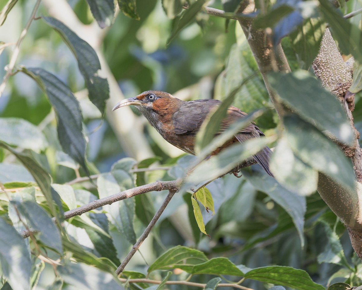 Rusty-cheeked Scimitar-Babbler - ML627666383