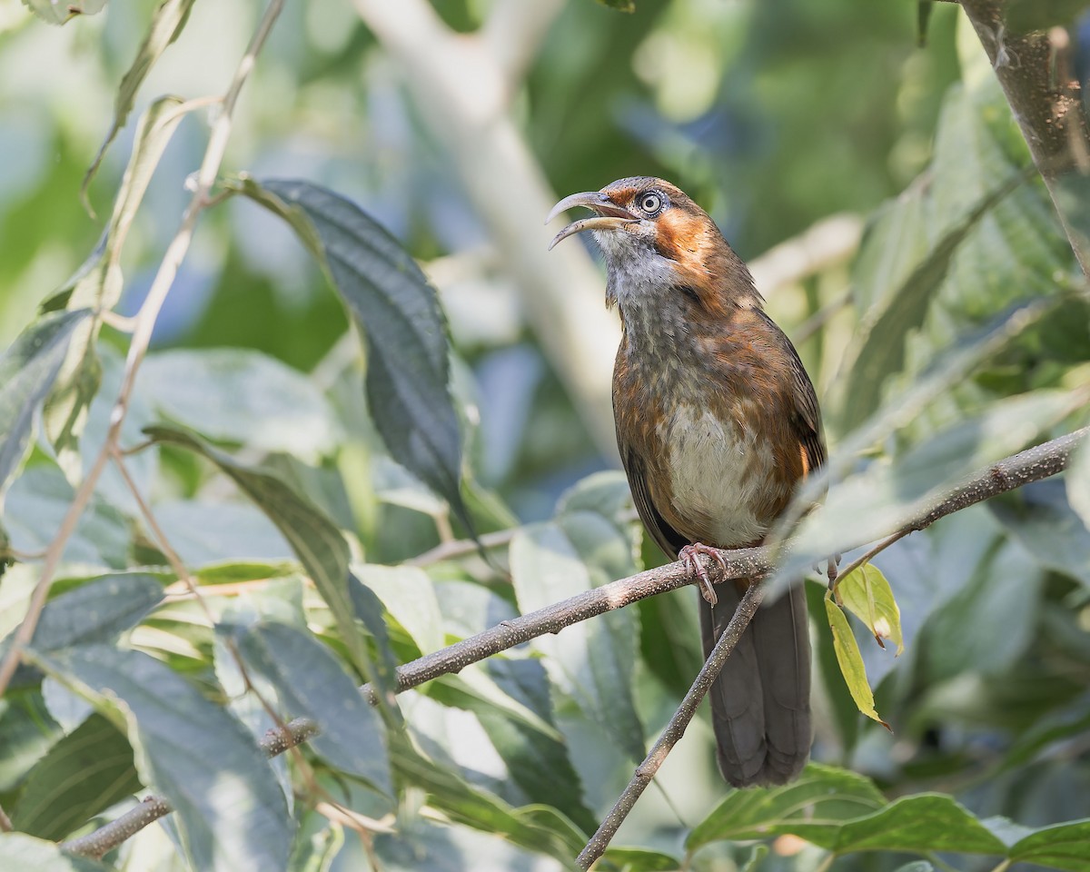 Rusty-cheeked Scimitar-Babbler - ML627666384