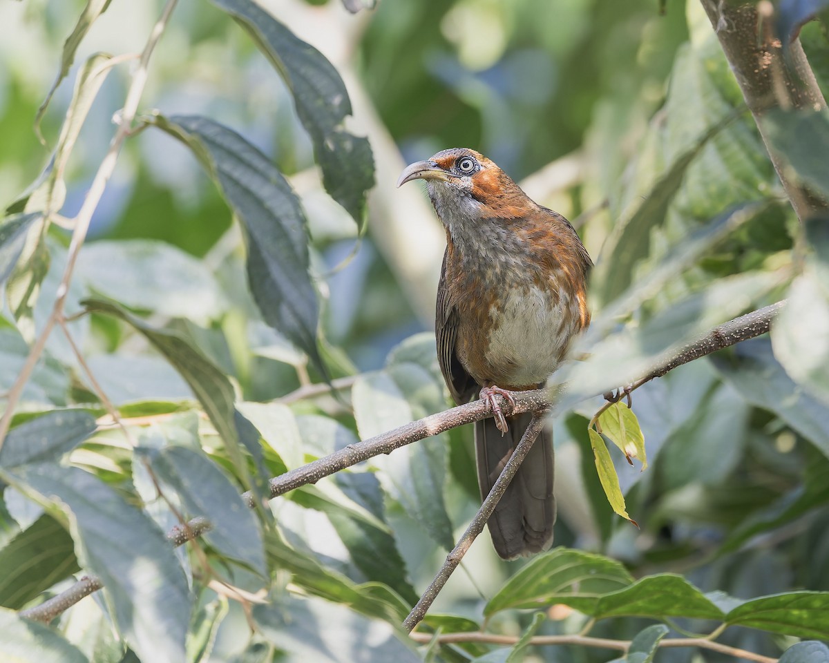 Rusty-cheeked Scimitar-Babbler - ML627666385