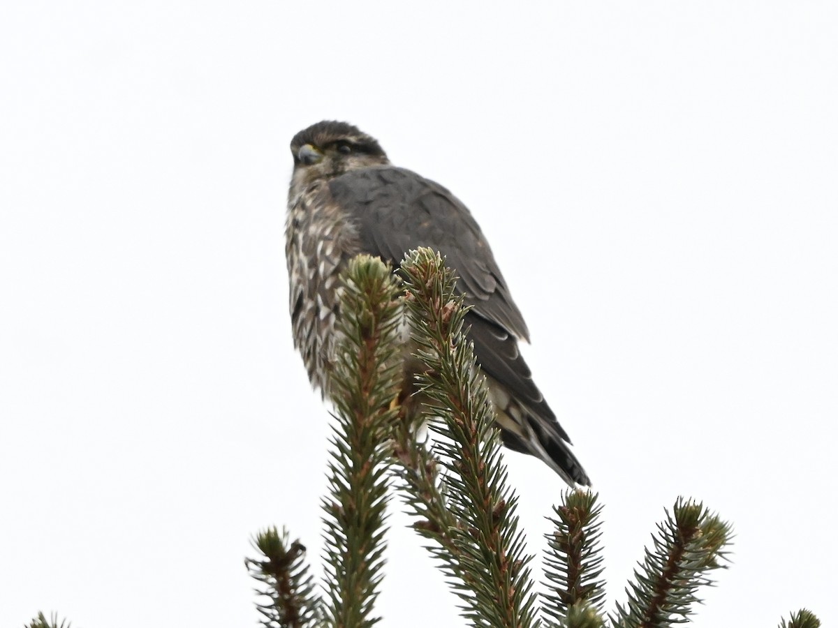 Merlin - ML627666394