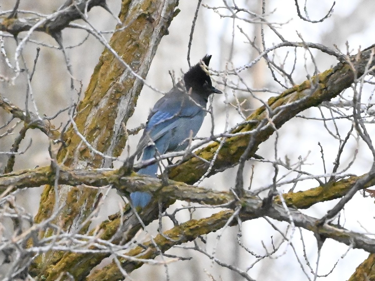 Steller's Jay - ML627666404