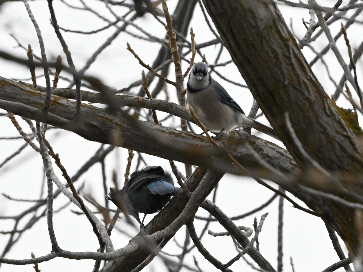 Blue Jay - ML627666419