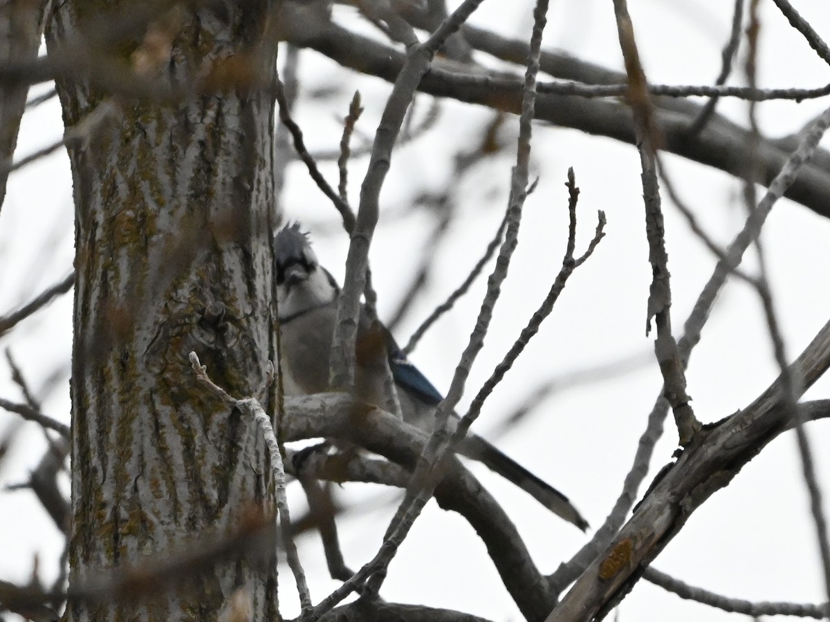 Blue Jay - ML627666420