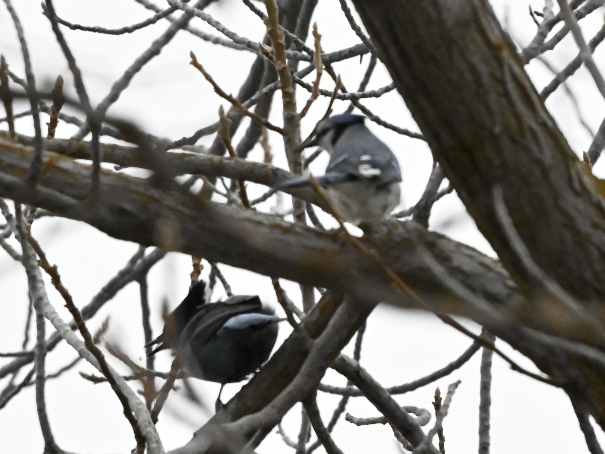Blue Jay - ML627666421