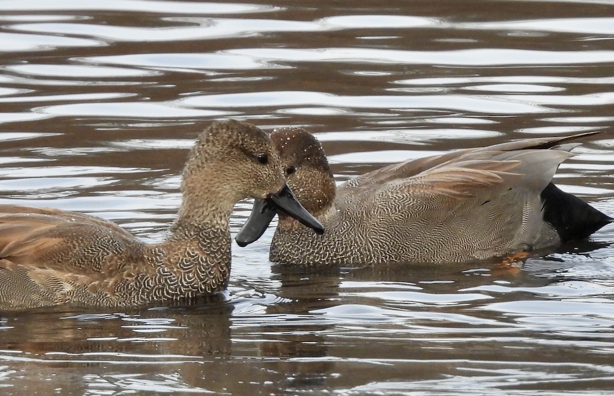 Gadwall - ML627666480