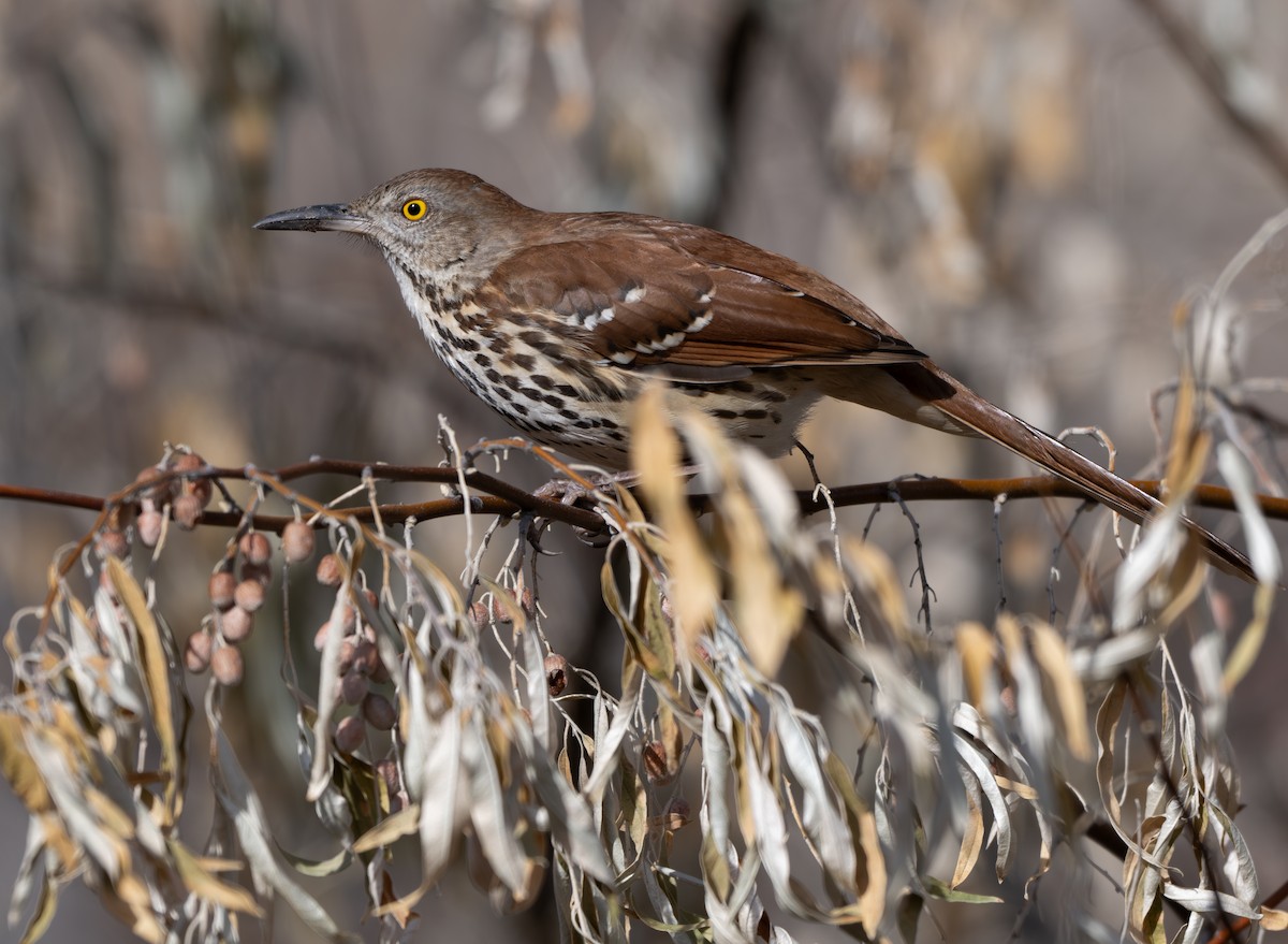 Brown Thrasher - ML627666583