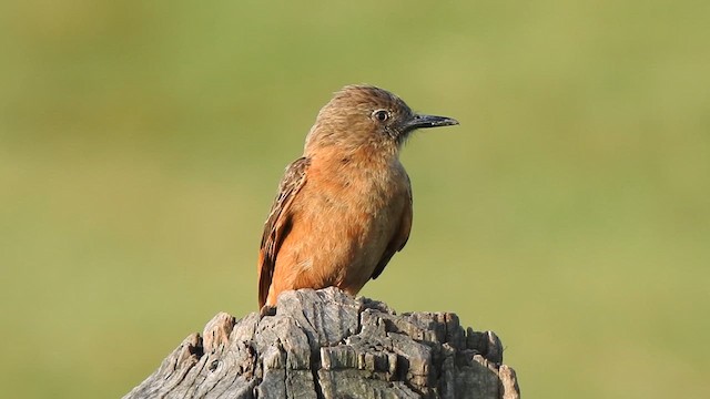 Cliff Flycatcher - ML627666832