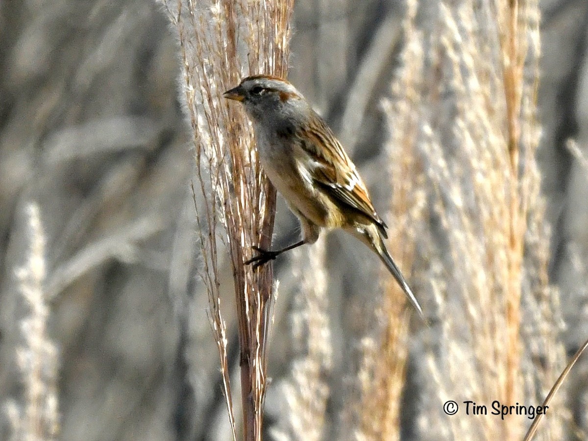 American Tree Sparrow - ML627666852
