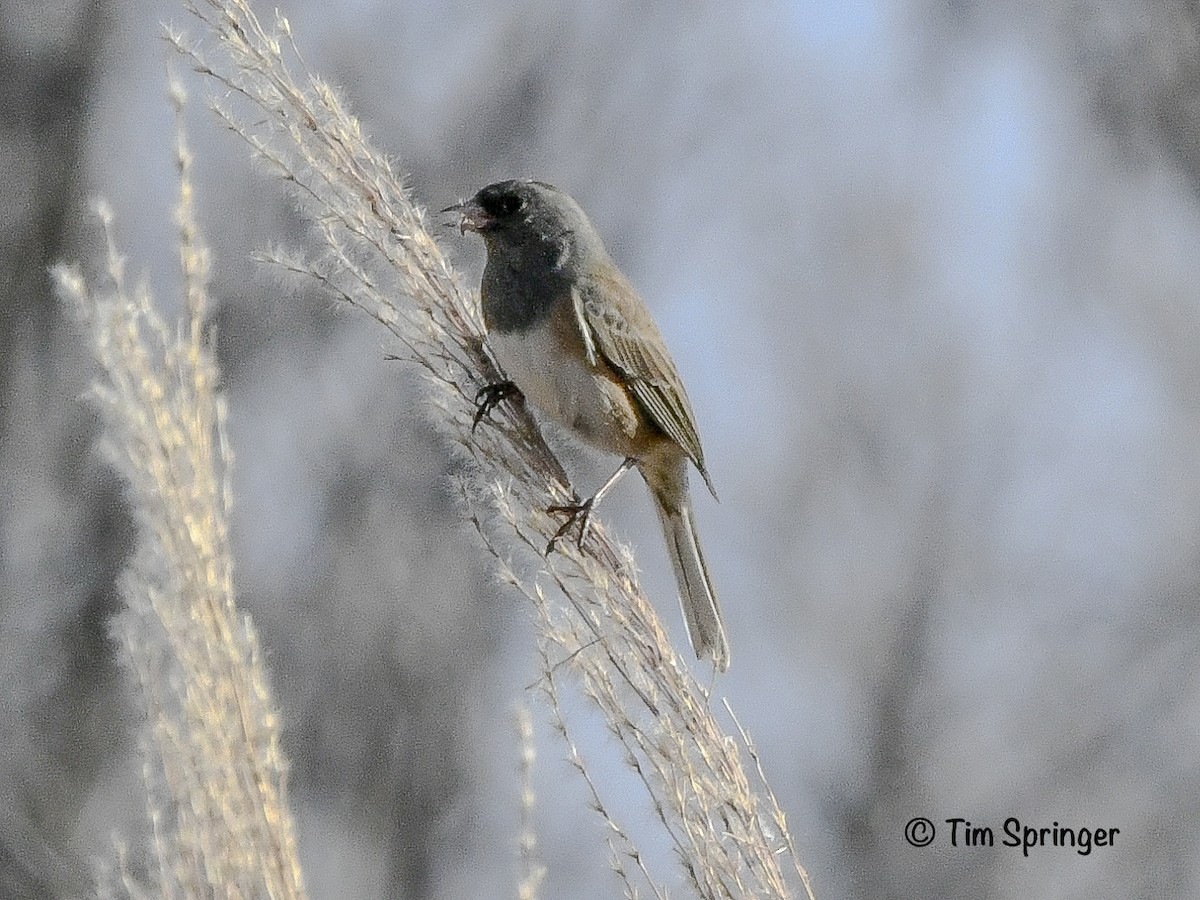Dark-eyed Junco (Slate-colored) - ML627666871