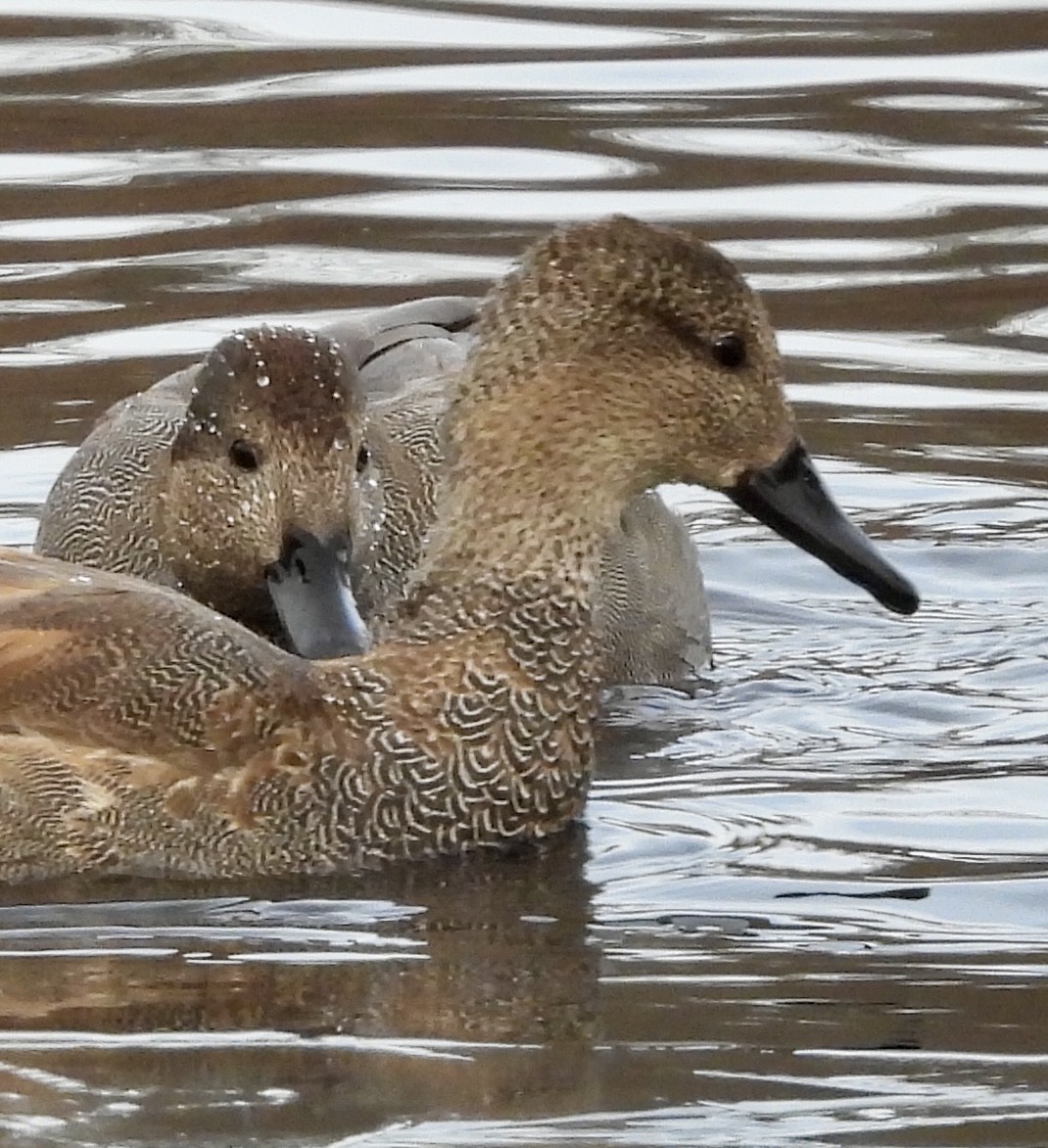 Gadwall - ML627666875