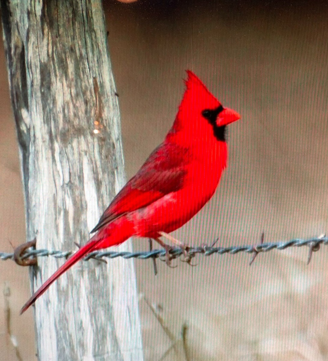 Northern Cardinal (Common) - ML627666877