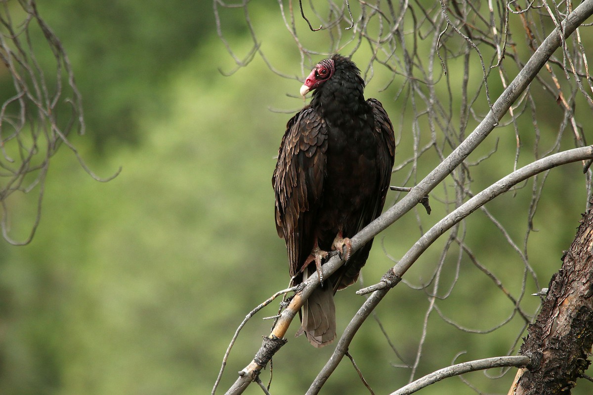 Turkey Vulture - ML627666935