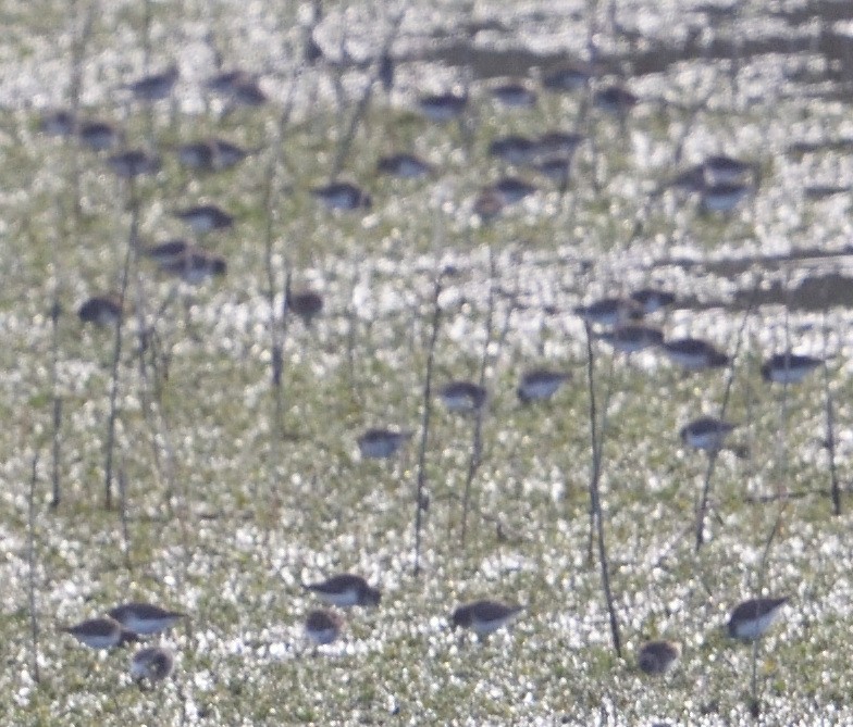 shorebird sp. - ML627667065