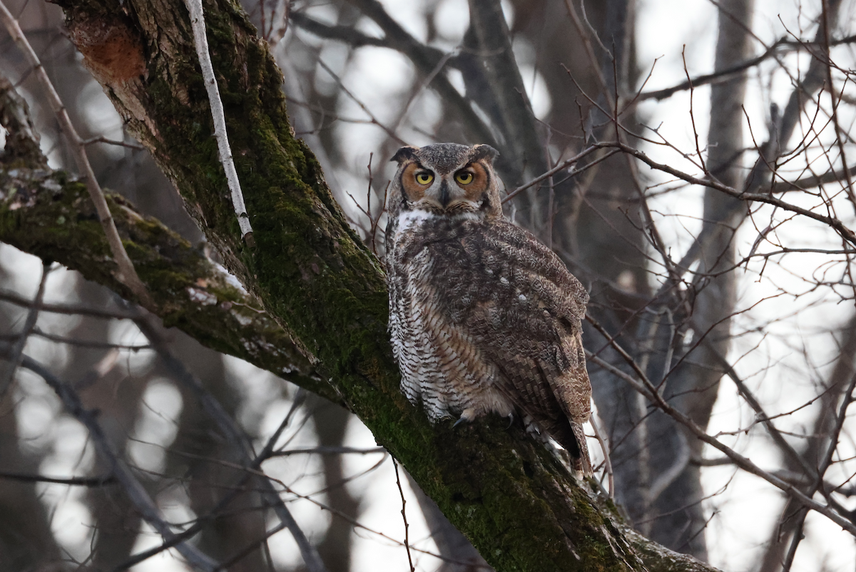 Great Horned Owl - ML627667147